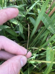 Piptatheropsis pungens