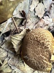 Boletellus chrysenteroides