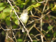 Empidonax minimus