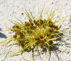 Cyperus acuminatus