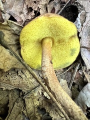 Boletellus chrysenteroides
