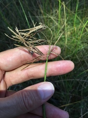 Cyperus articulatus