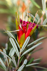 Lambertia formosa