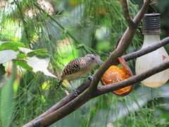 Thamnophilus doliatus