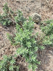 Tournefortia sibirica
