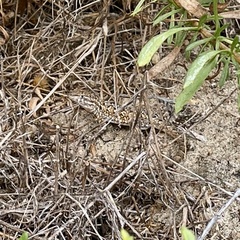 Uta stansburiana elegans