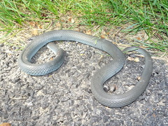 Coluber constrictor foxii