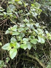 Salpichroa tristis