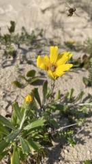 Senecio crassiflorus