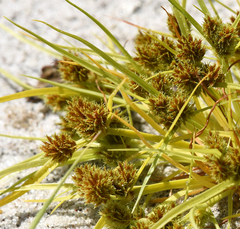 Cyperus acuminatus