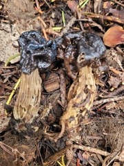 Helvella vespertina