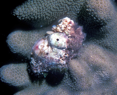 Coralliophila violacea