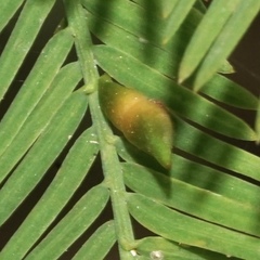 Taxodiomyia taxodii
