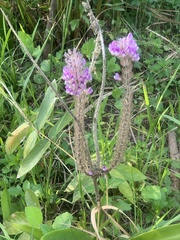 Uraria crinita
