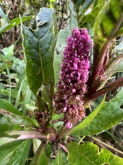 Phytolacca bogotensis