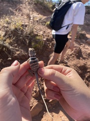 Crotaphytus bicinctores