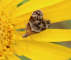 Tebenna gnaphaliella