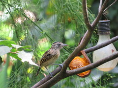 Thamnophilus doliatus