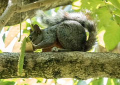 Sciurus aureogaster