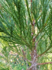 Cupressaceae