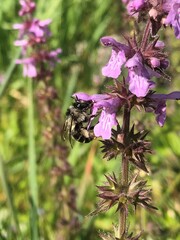 Anthophora terminalis