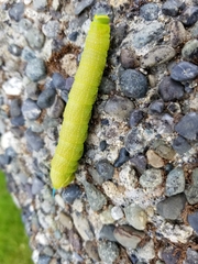Sphingidae