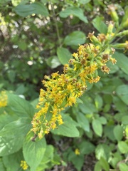 Solidago flexicaulis