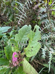 Phytolacca bogotensis