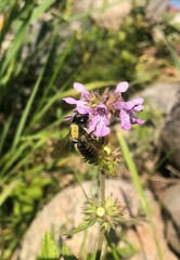 Megachile inermis