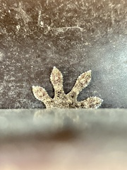 Gekko japonicus