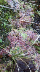 Sphagnum capillifolium