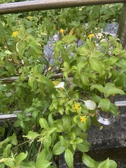 Mussaenda formosanum