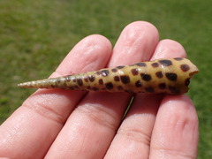 Terebra subulata
