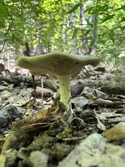 Russulales