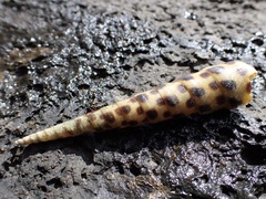 Terebra subulata