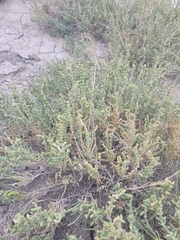 Halocnemum strobilaceum