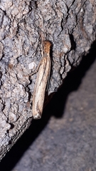 Agriphila vulgivagellus