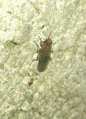 Scathophagidae