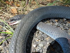 Coluber constrictor foxii