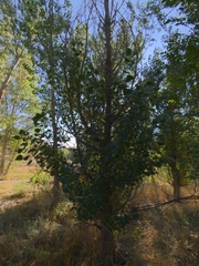 Populus fremontii