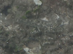 Fusigobius