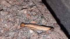 Agriphila vulgivagellus