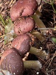 Stropharia rugosoannulata