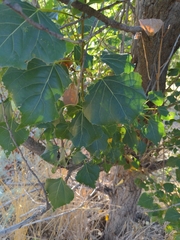 Populus fremontii