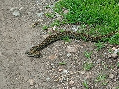Crotalus polystictus