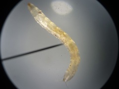 Ommatius floridensis