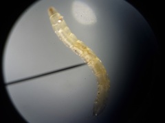 Ommatius floridensis