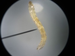 Ommatius floridensis