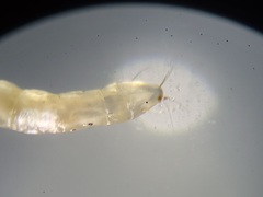 Ommatius floridensis