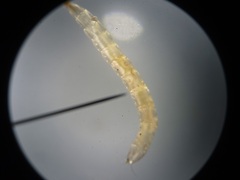 Ommatius floridensis